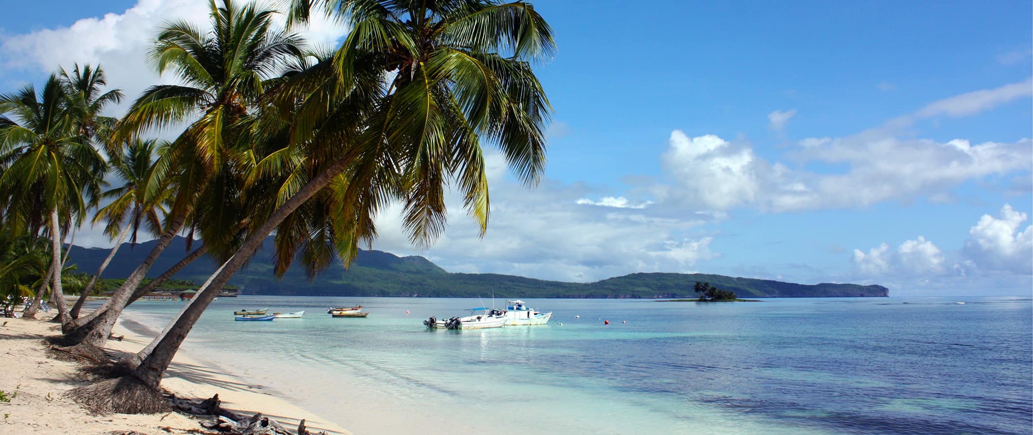 A pristine beach in Bermuda, featuring lush green palm trees and a bright blue sky