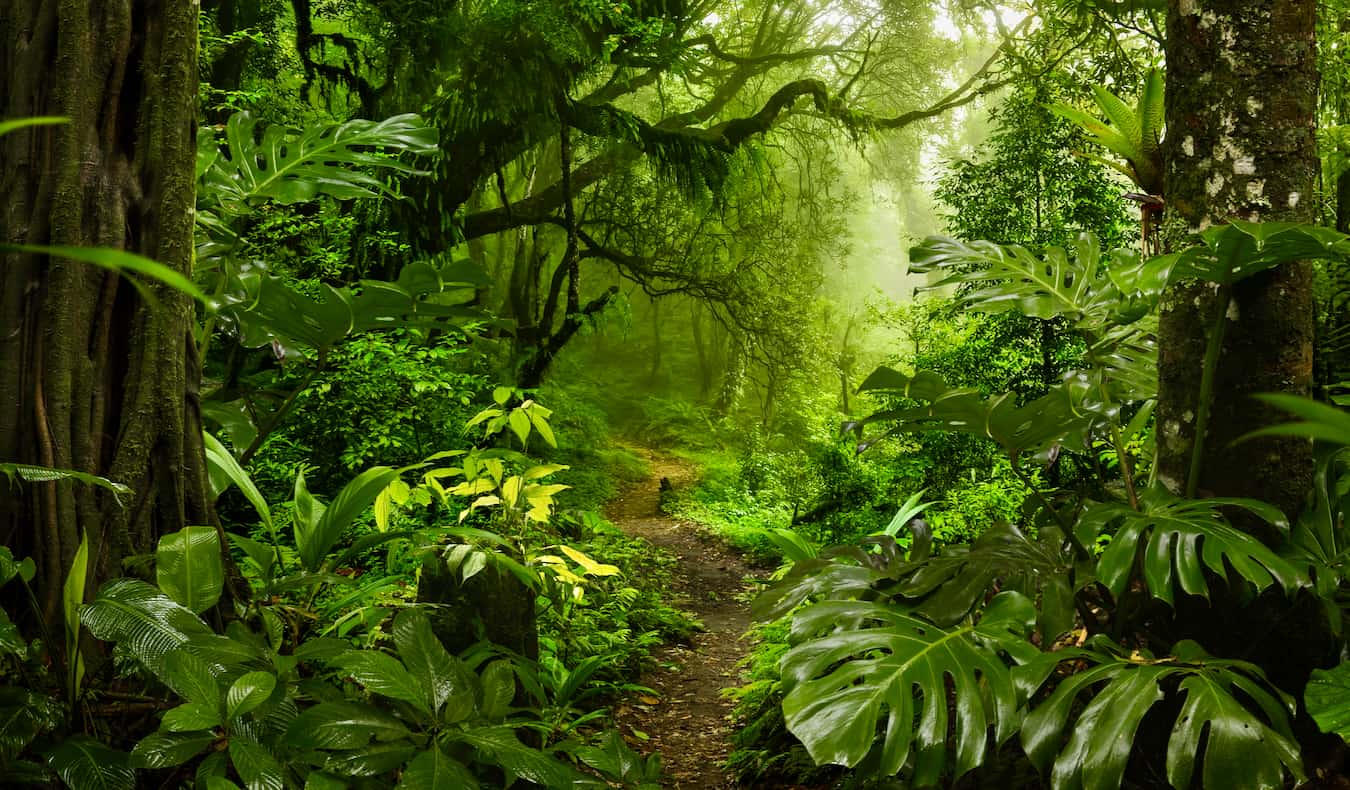 A lush, green jungle trail in a dense forest in Costa Rica near Arenal