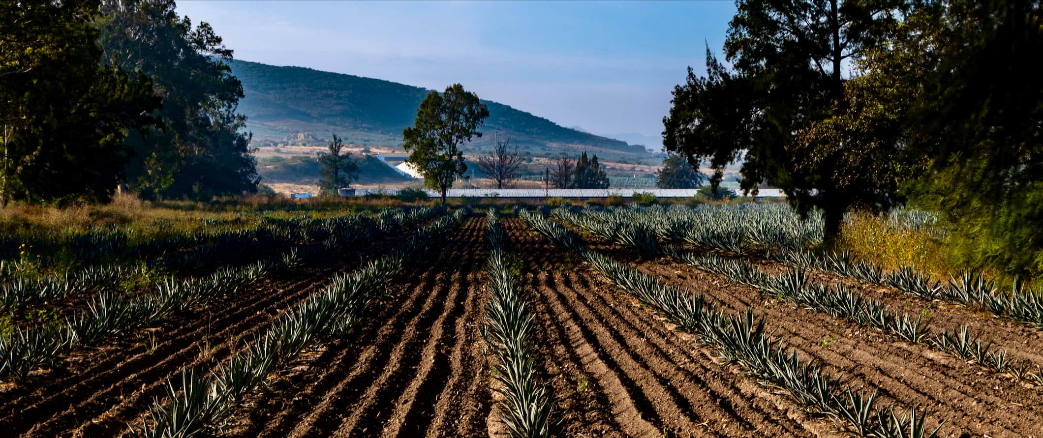 A sprawling field of agave planted to make mezcal near Oaxaca, Mexico