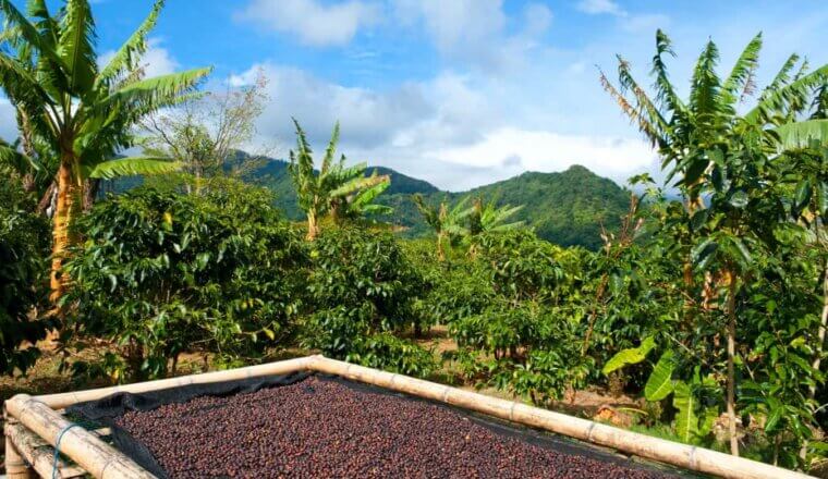 Coffee beans drying in the sun on a coffee plantation in Panama
