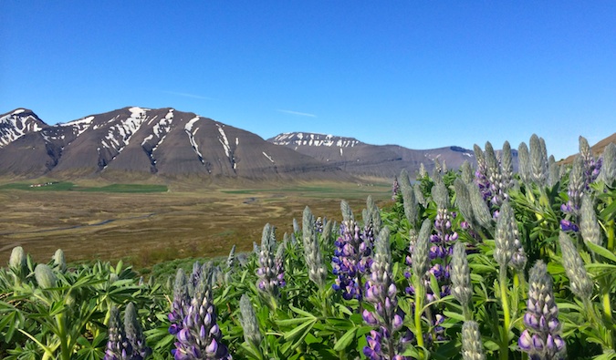 Purple flowers on a sunny day in the Westfjords, Iceland