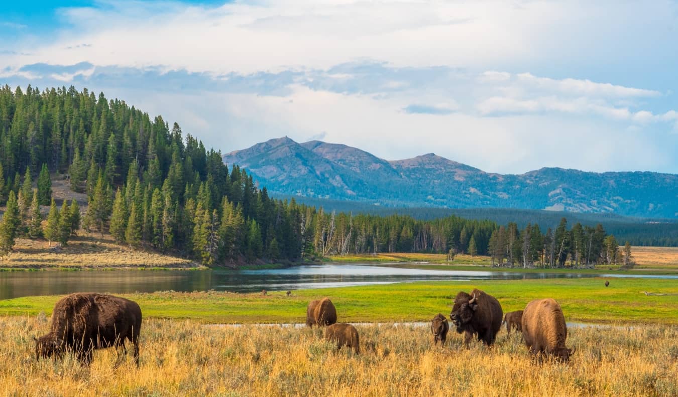 Bison in the foreground with mountains in the background in Yellowstone National Park